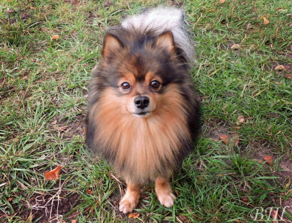 Малый немецкий шпиц стандарт