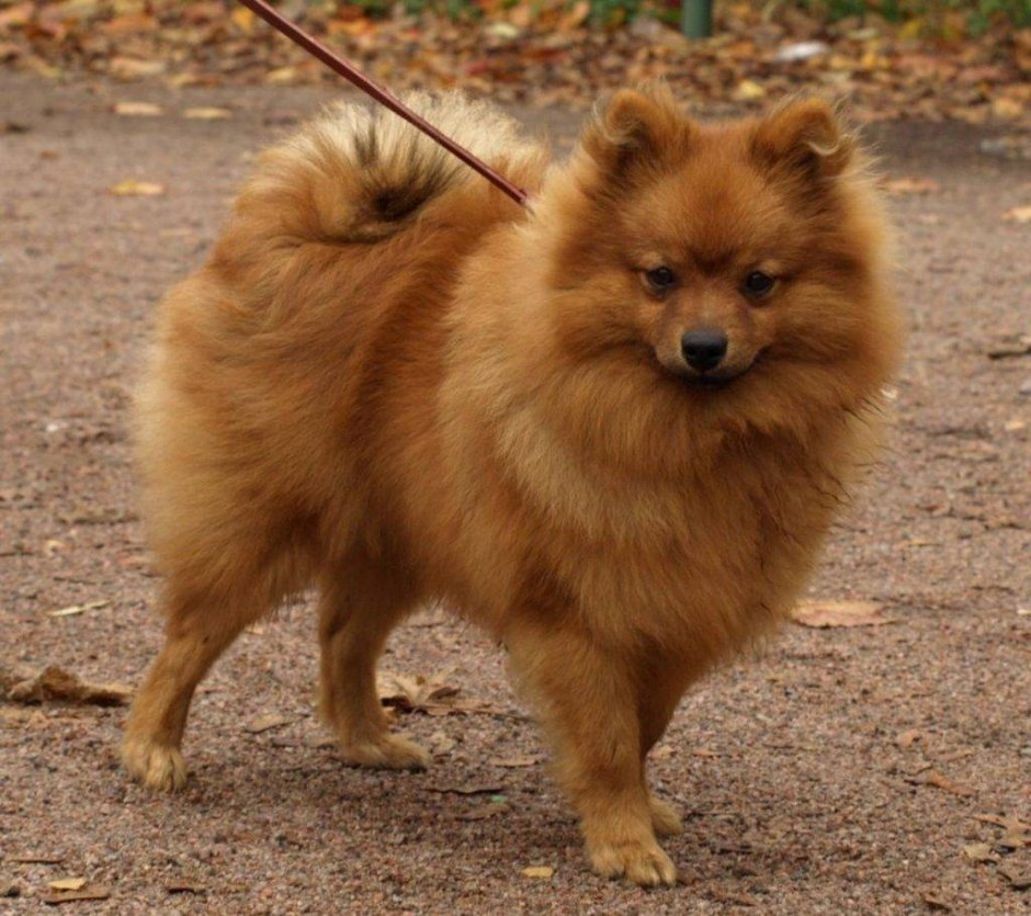 Рыже соболиный шпиц