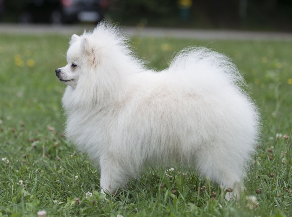 Померанский шпиц длинношерстный