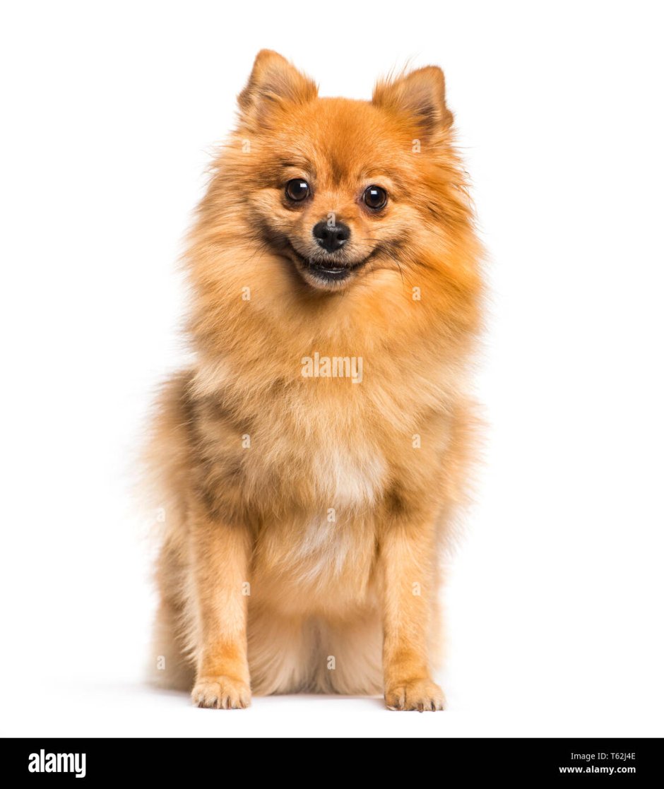 Собачка немецкий шпиц