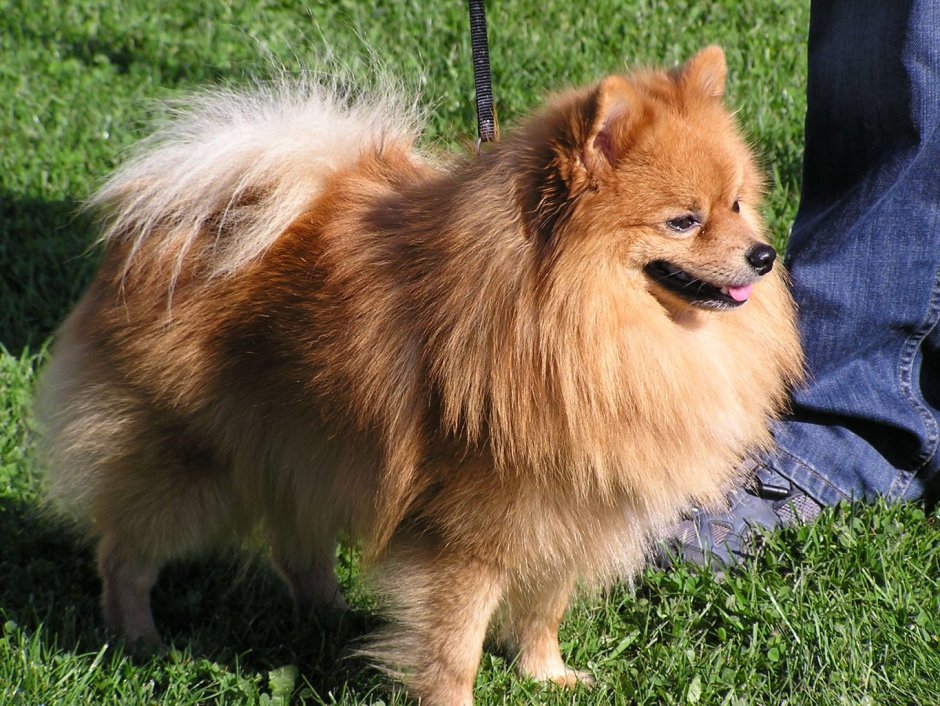 Шпиц окрас оранж