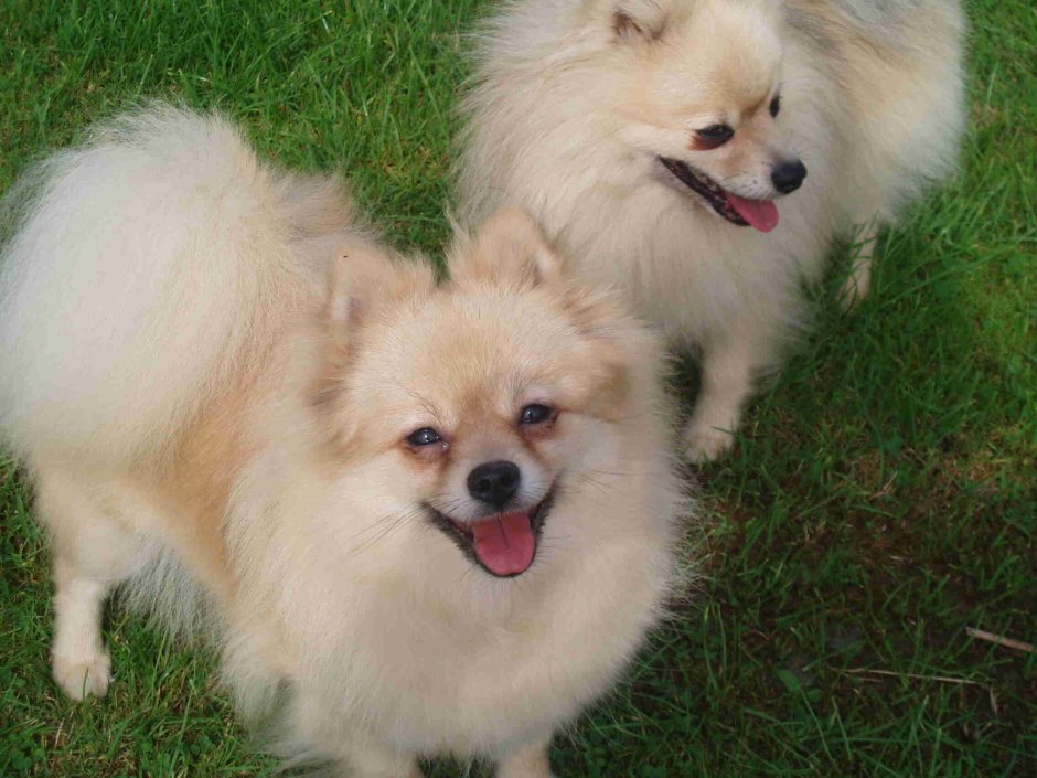 Малый немецкий шпиц Кляйншпиц