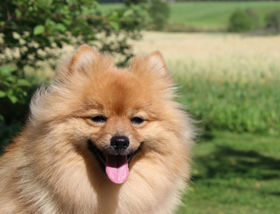 Немецкий шпиц на белом фоне