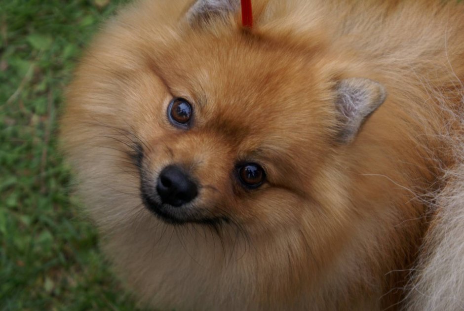 Собака шпиц немецкий мальчик