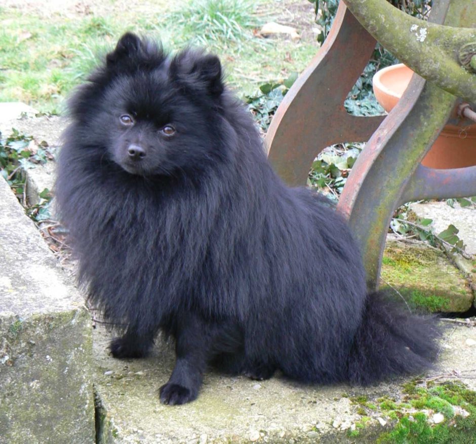 Померанский шпиц