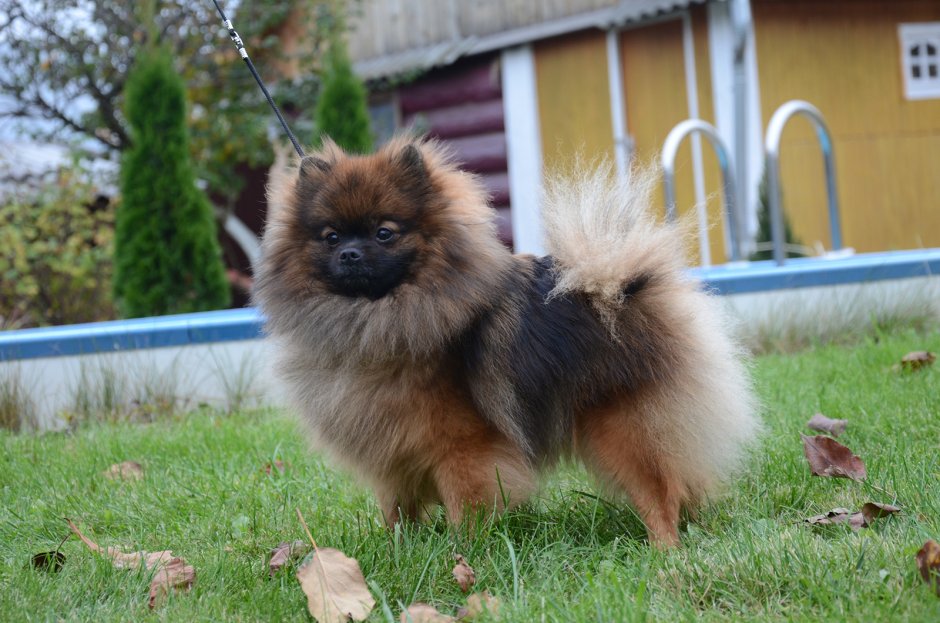 Малый немецкий шпиц черный