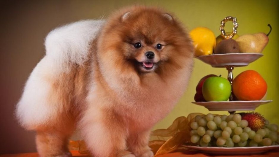 Порода гроссшпиц