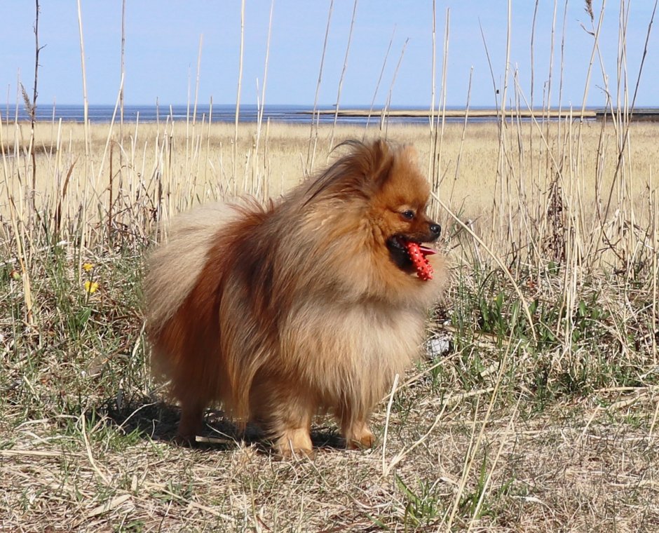 Немецкий шпиц кляйншпиц