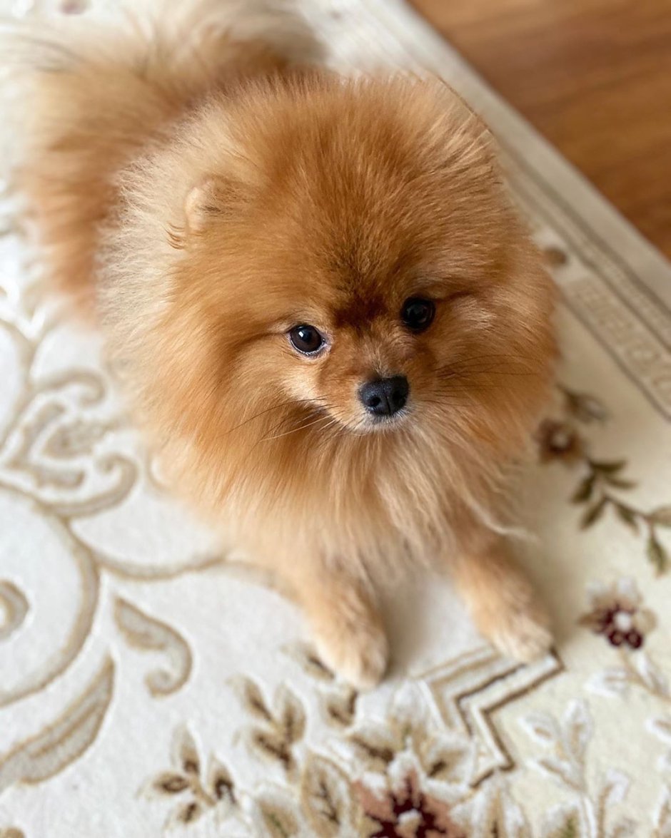 Кляйн шпиц белый