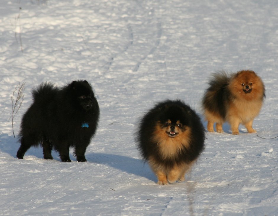 Шпиц флаффи