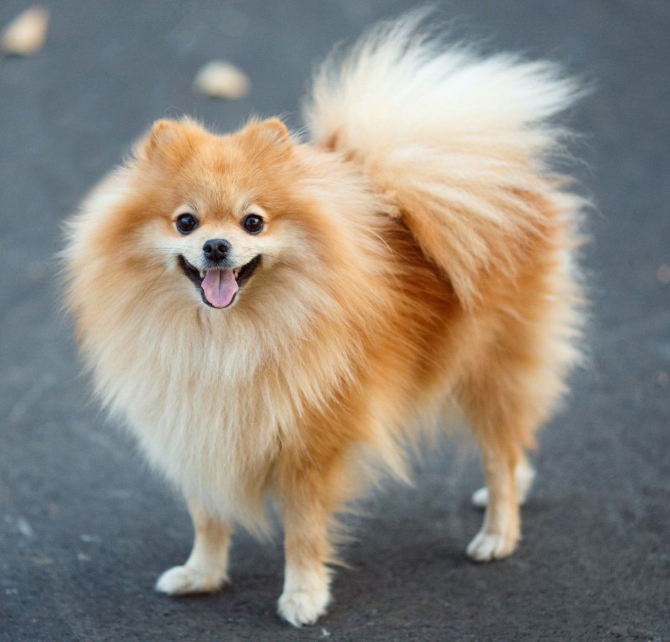 Шпиц немецкий малый щенок 2 месяца