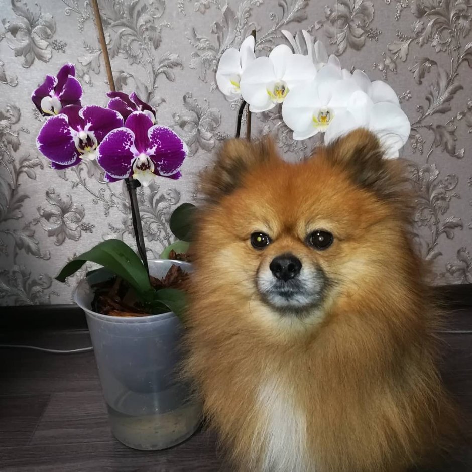 Немецкий шпиц кремовый