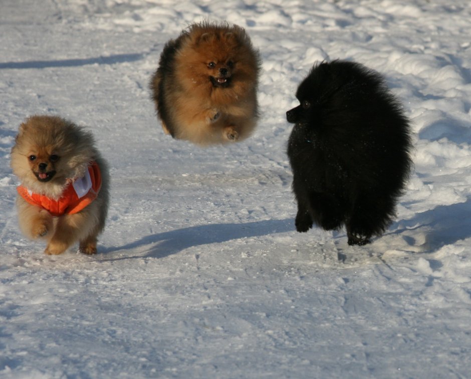 Малый немецкий шпиц стандарт