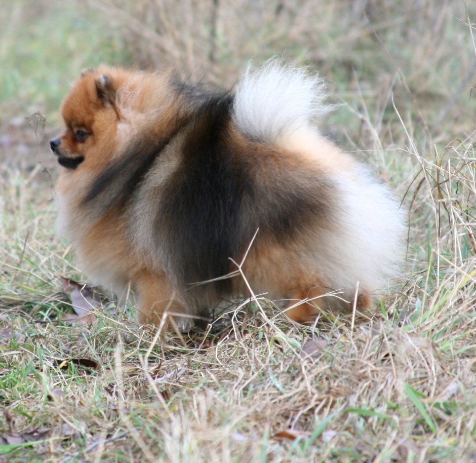 Немецкий шпиц