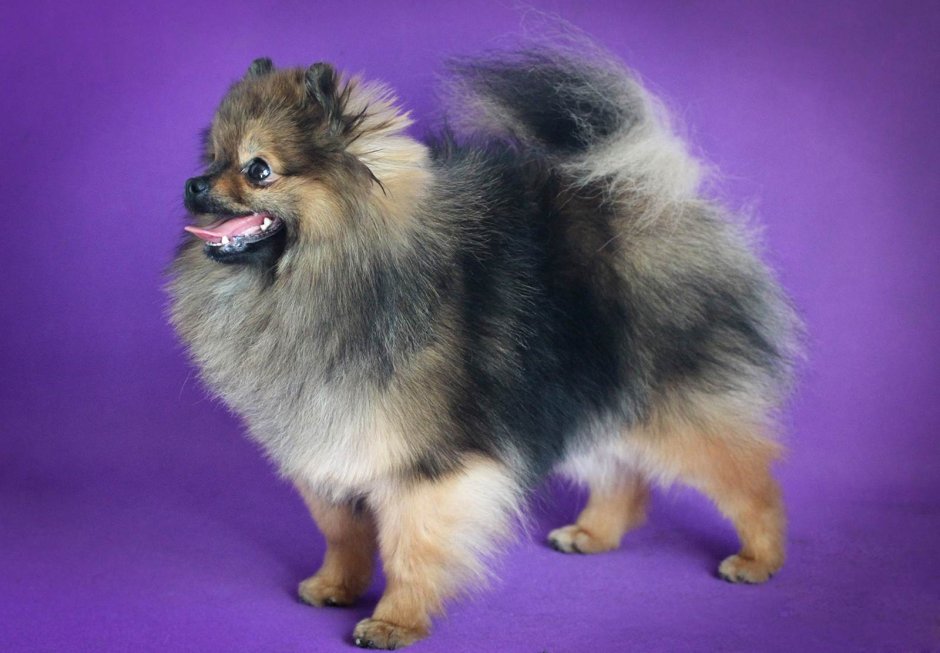 Драка шпицев