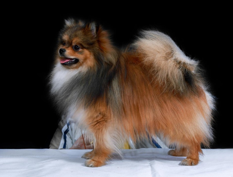 Померанский шпиц