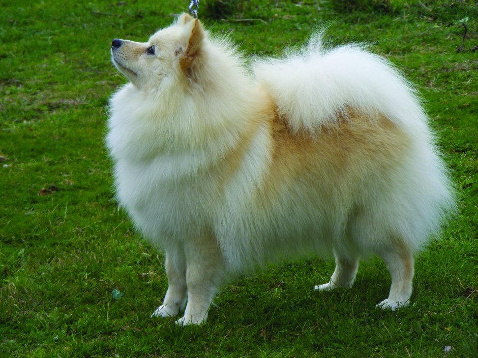 Кляйн шпиц немецкий