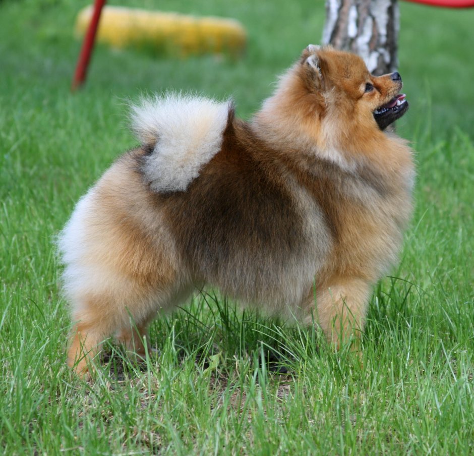 Стандарт породы померанский шпиц рост и вес
