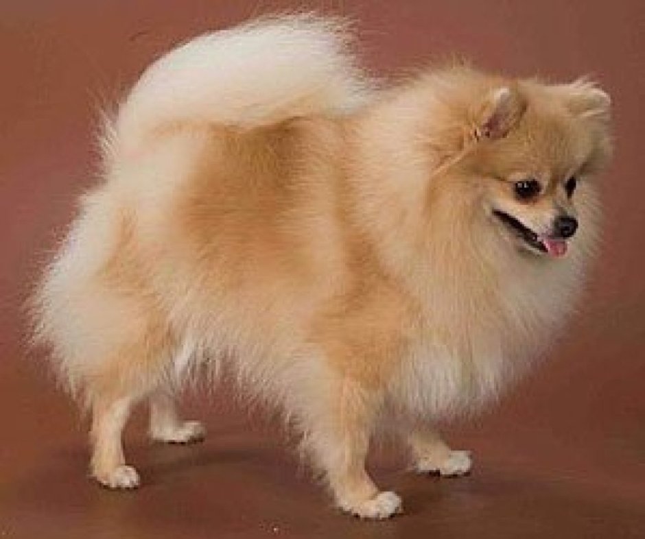 Тибетский шпиц