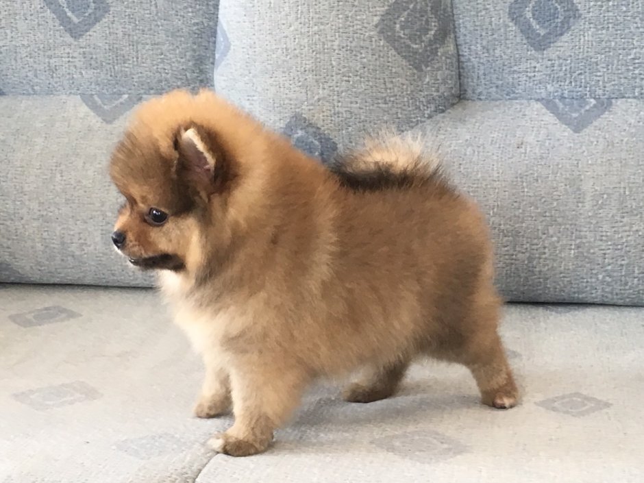 Шпиц характер