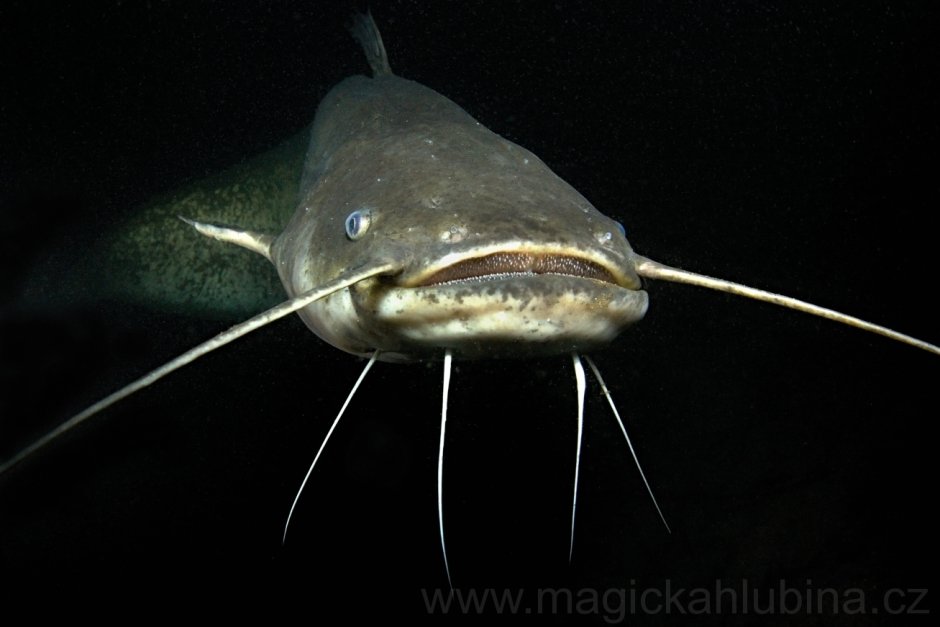 Silurus GLANIS рыба