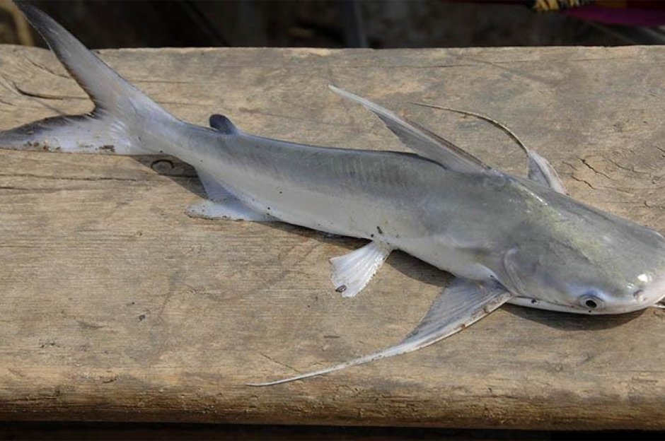 Морской сомик