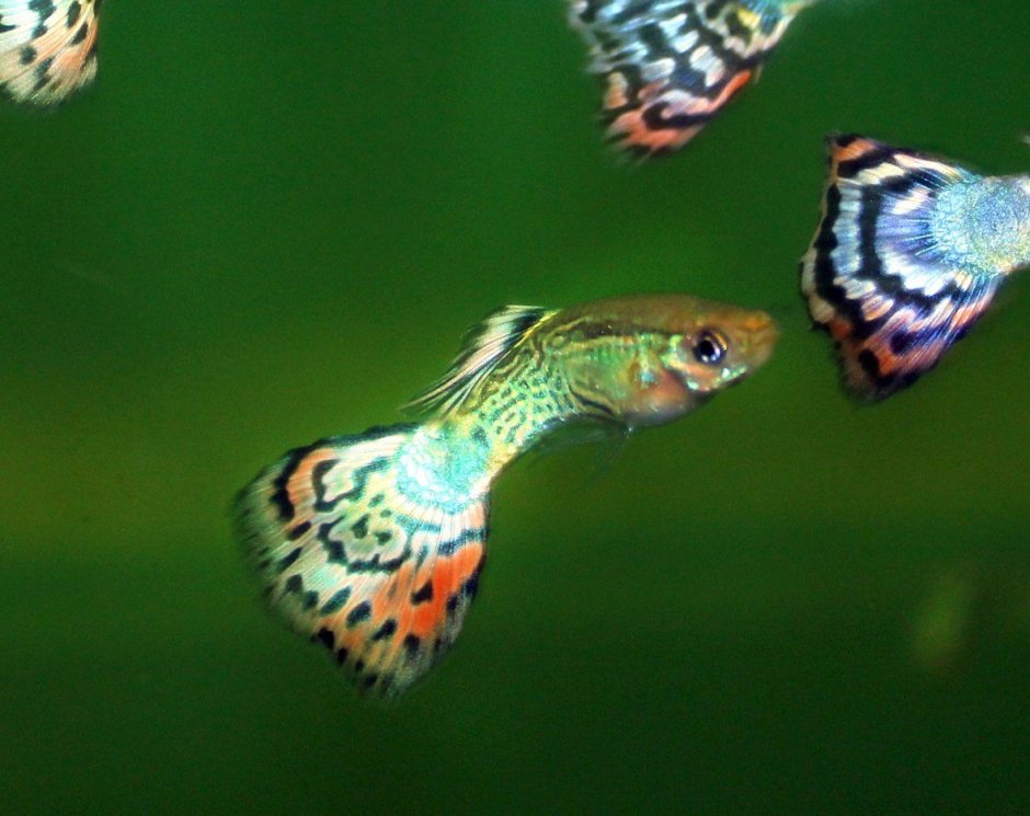 Гуппи Poecilia reticulata