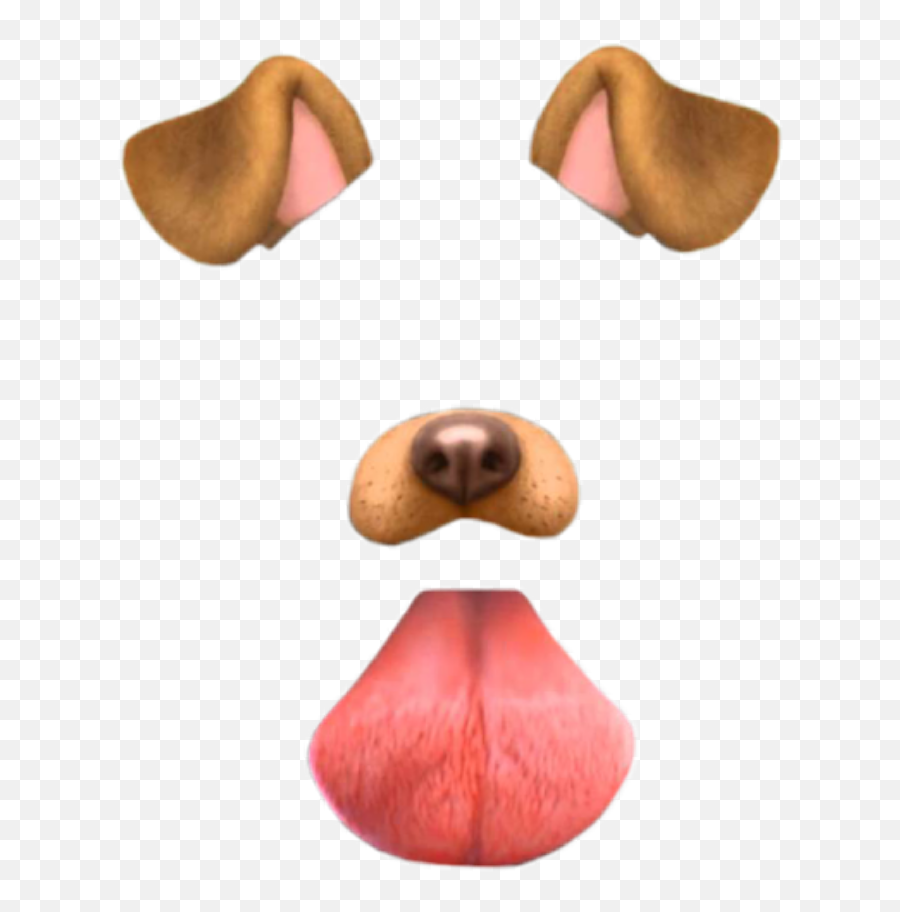 Ушки собаки