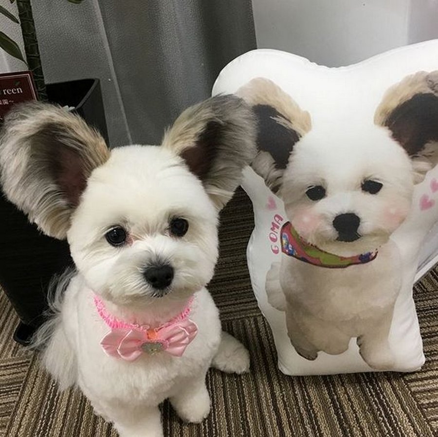 Собаки сохры