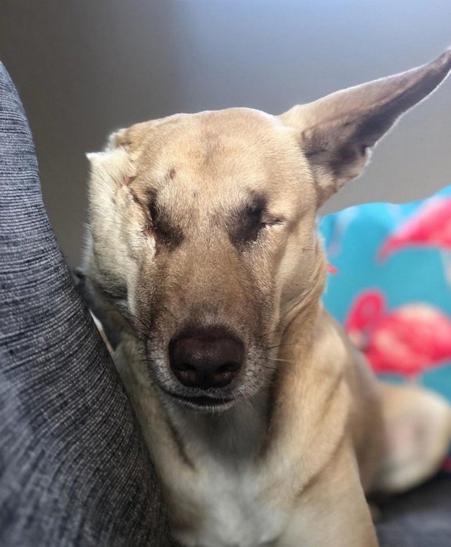 Полустоячие уши у собак порода