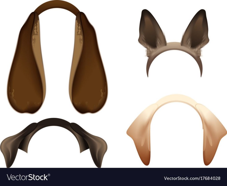 Морда собаки