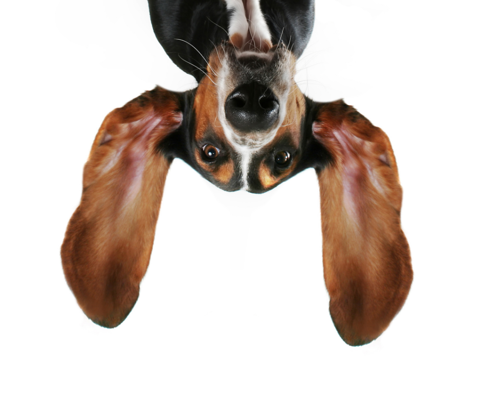 Ухо собаки искусство