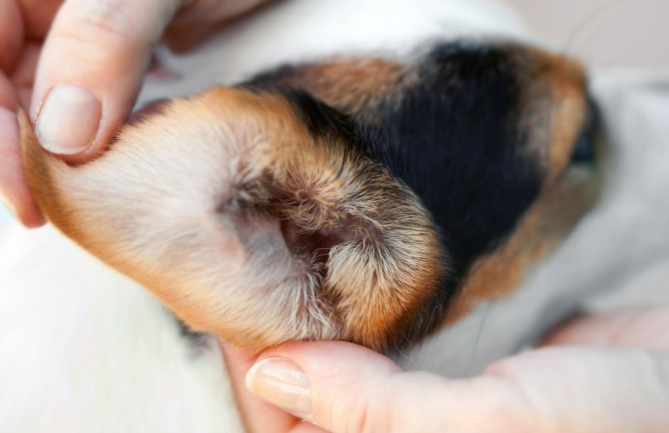 Афганская борзая лысая