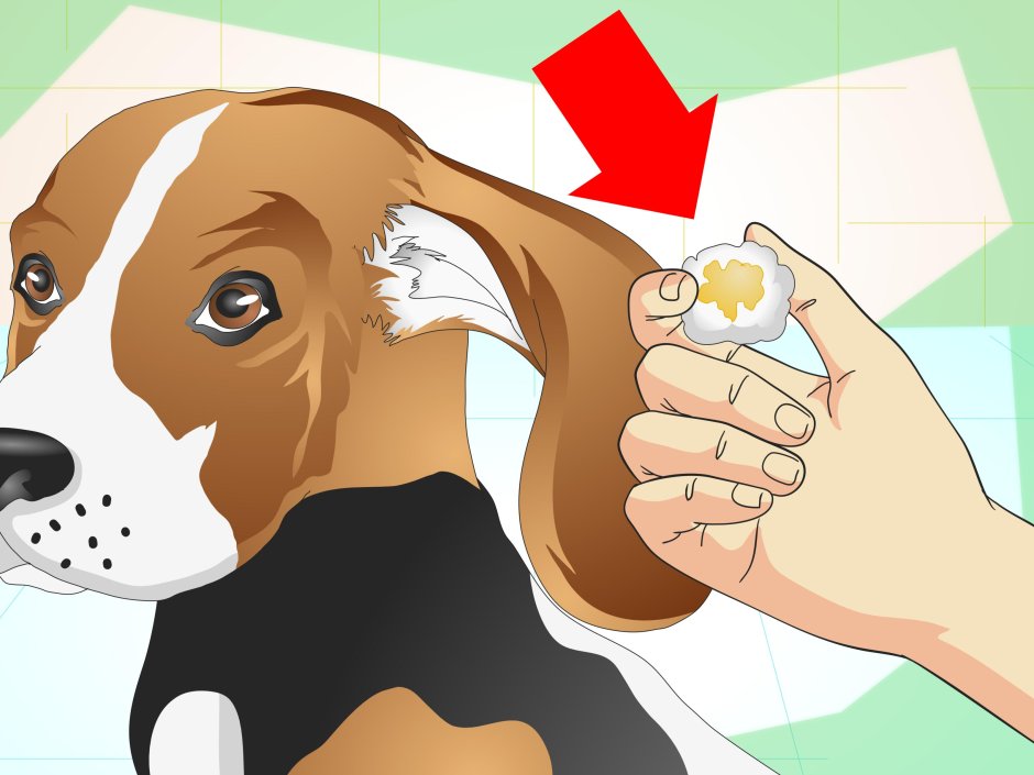 Полустоячие уши у собак фото