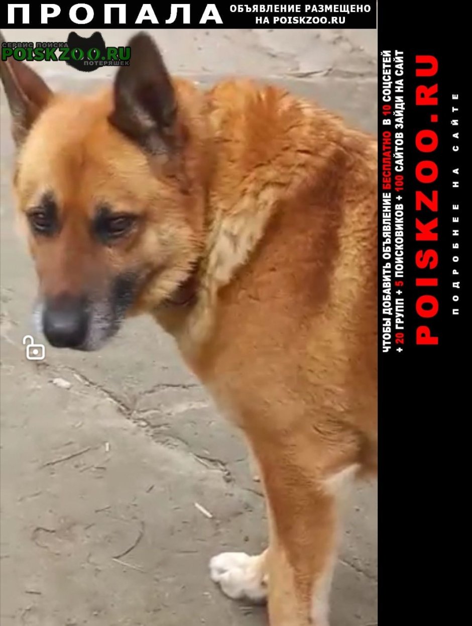 Собака с треугольными ушами