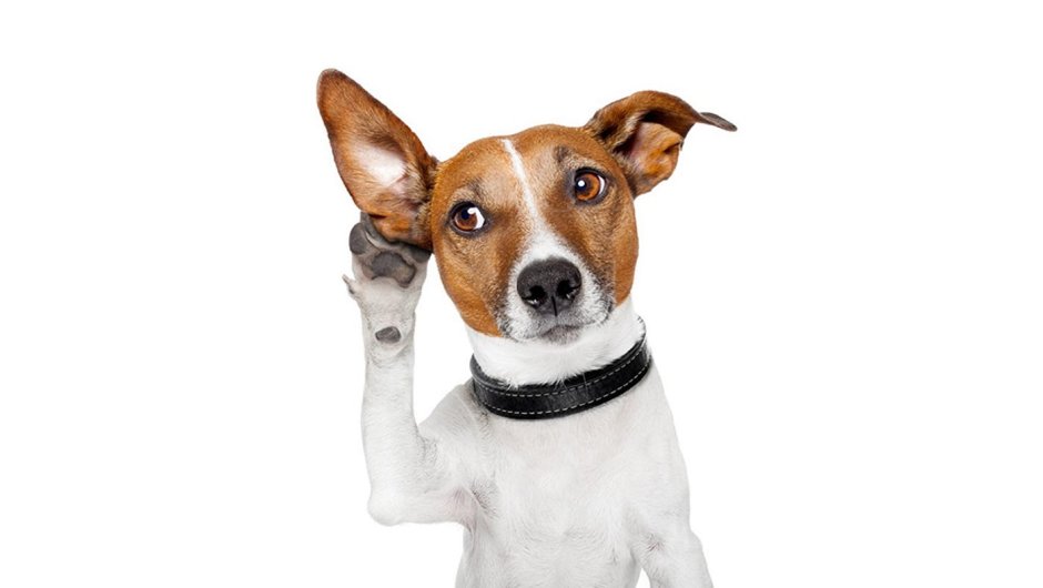 Морда собаки в линиях