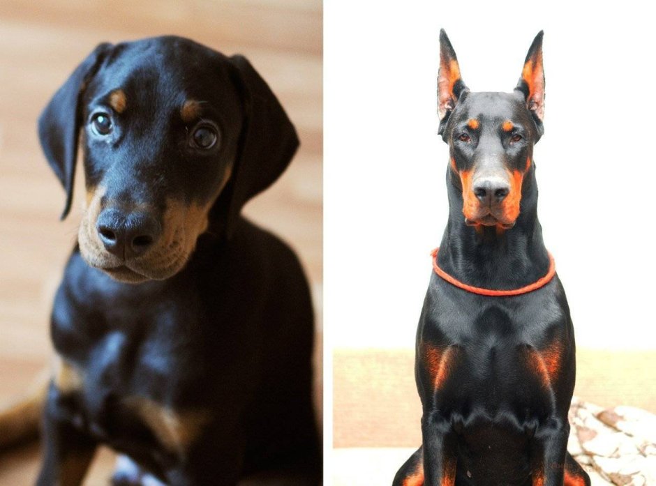 Мальтийская болонка и Папильон