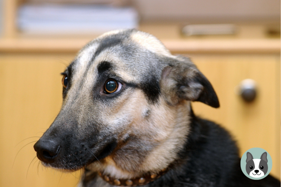 Собака с одним ухом