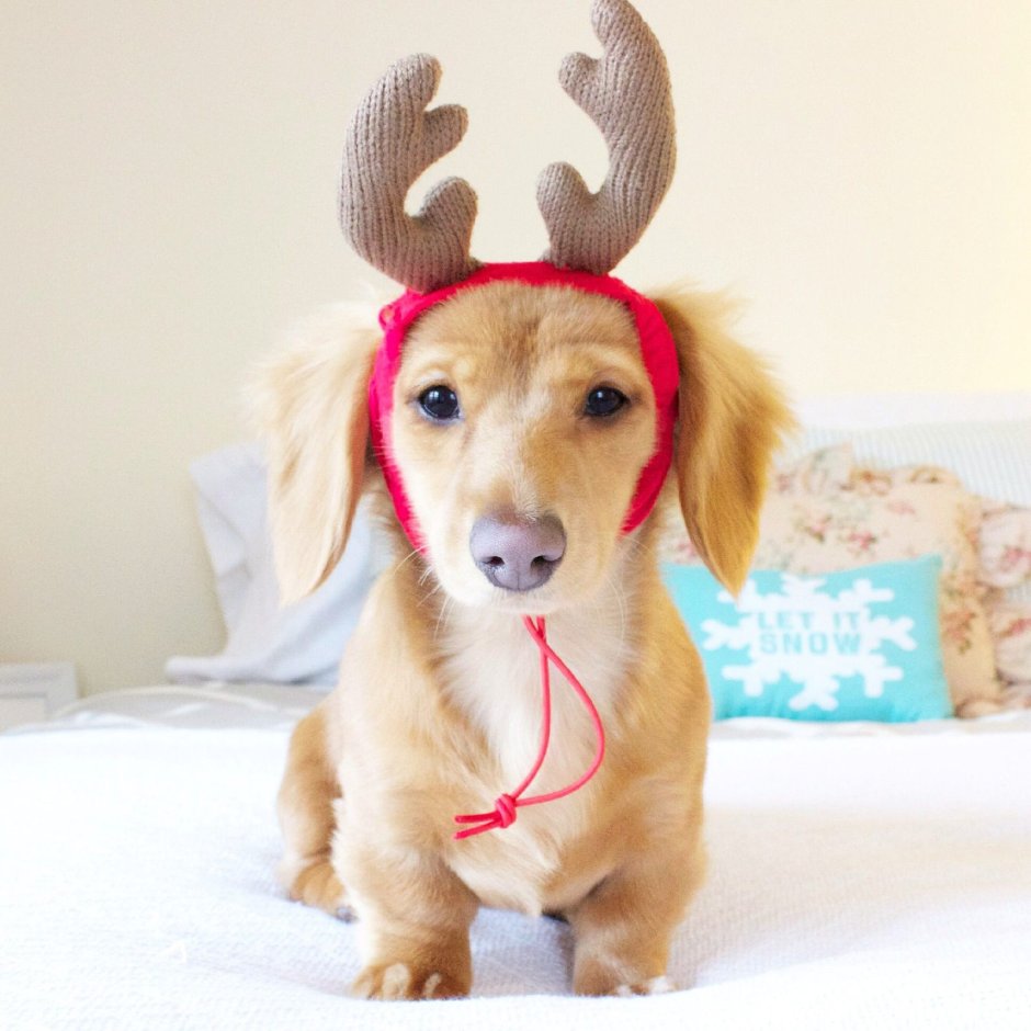 Мэгги собака