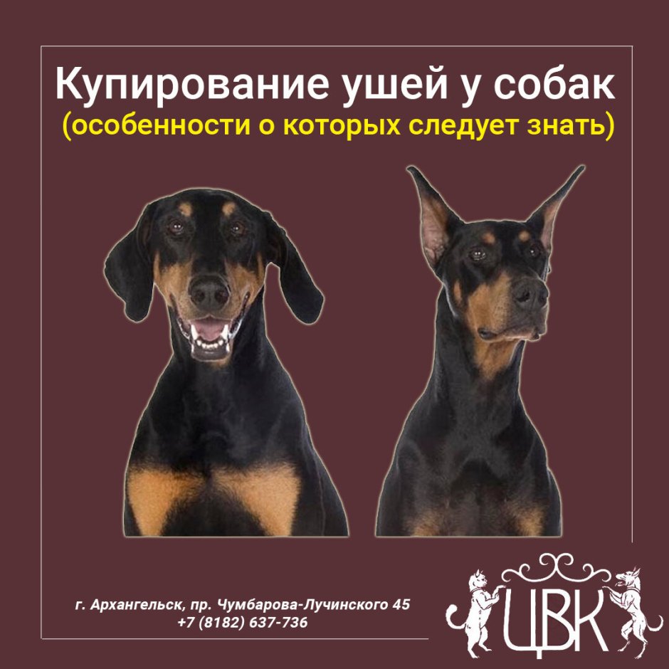 Модные породы собак