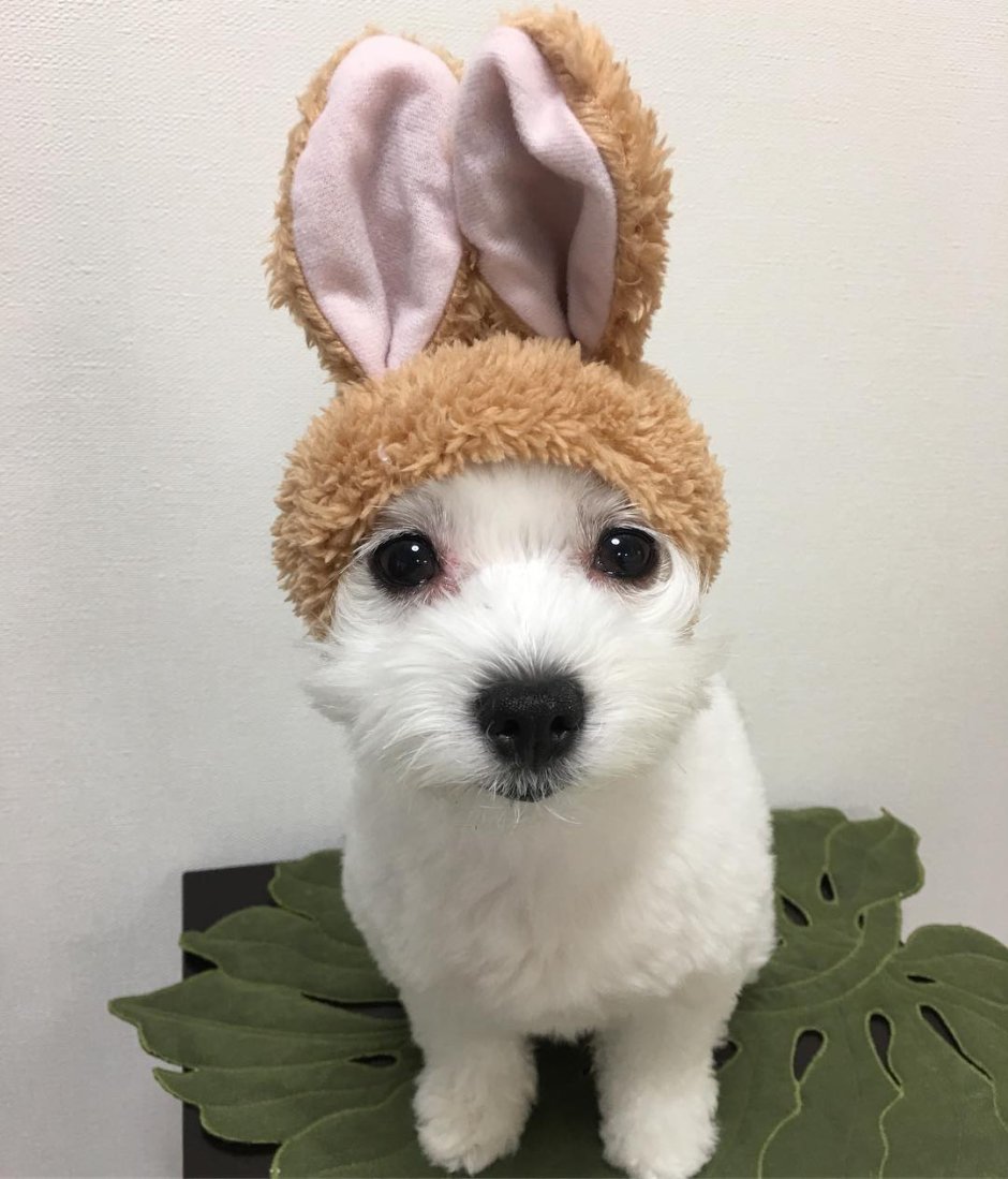 Маска лисички с очками