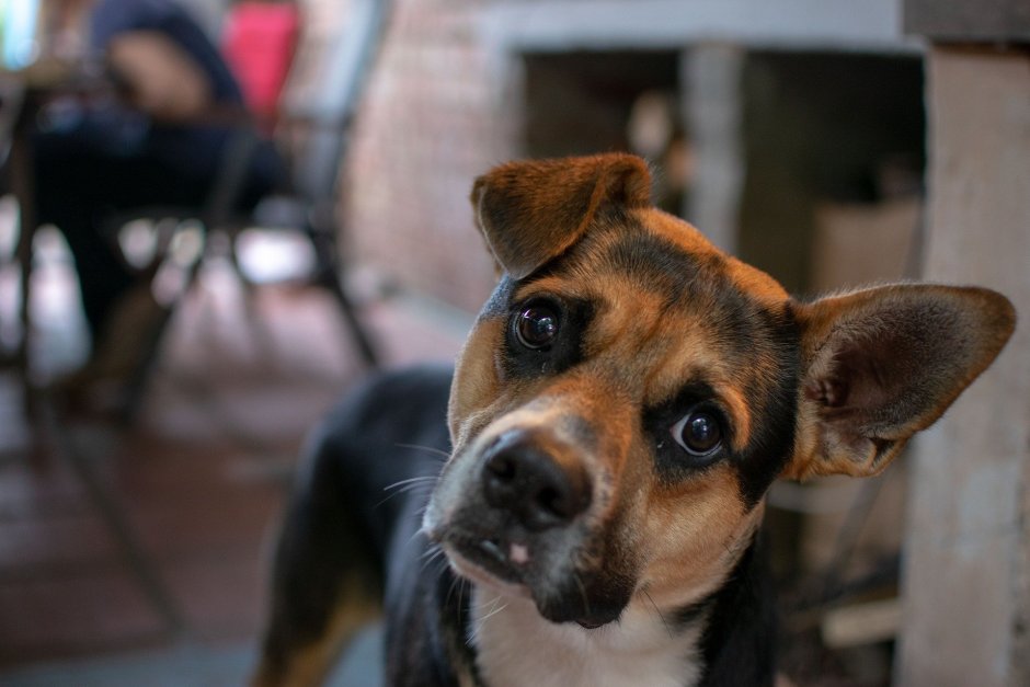 Уши собаки трафарет