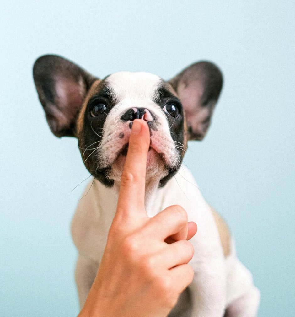 Австрийская овчарка