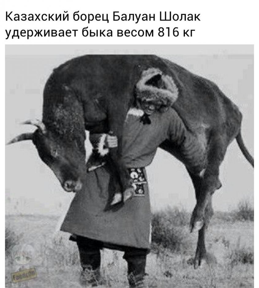Балуан Шолак поднимает быка 816