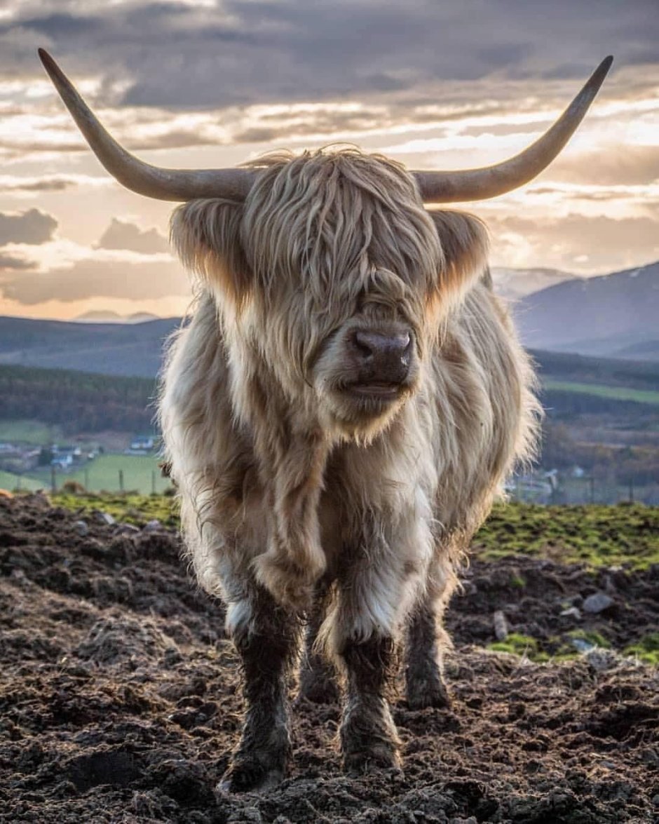 Шотландский бык хайленд