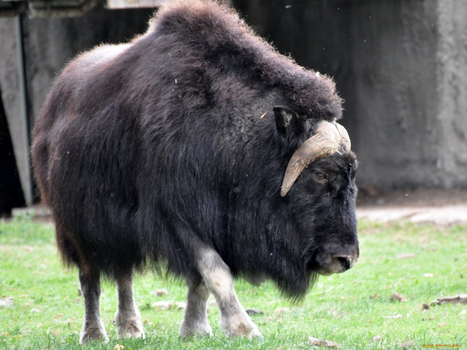 Бизон овцебык буйвол
