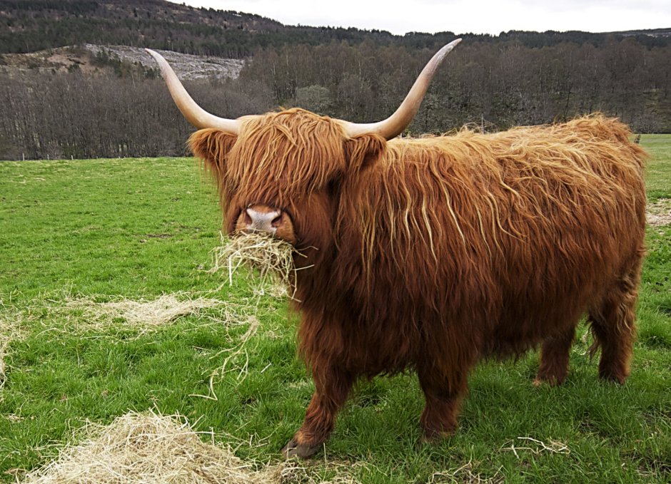 Порода Айова теленок