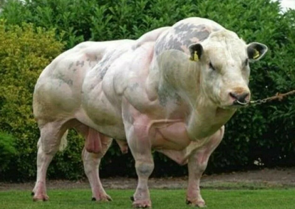 Бык миостатин