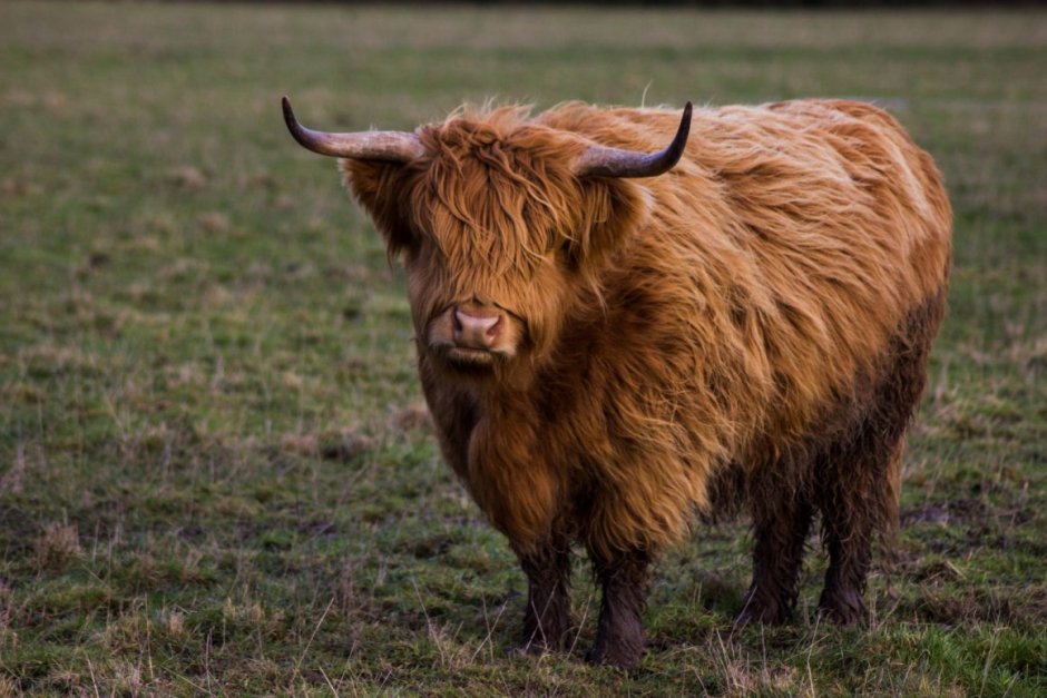 Длинношерстный Бизон