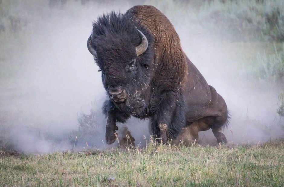 Бизон бежит